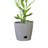 Bamboo Blooms Self-Watering 2-Piece Planter Set – 10 inch Round-1177649515