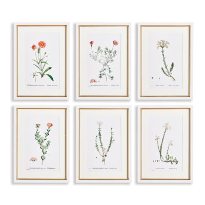 Flower Studies in Shades of Blush Prints