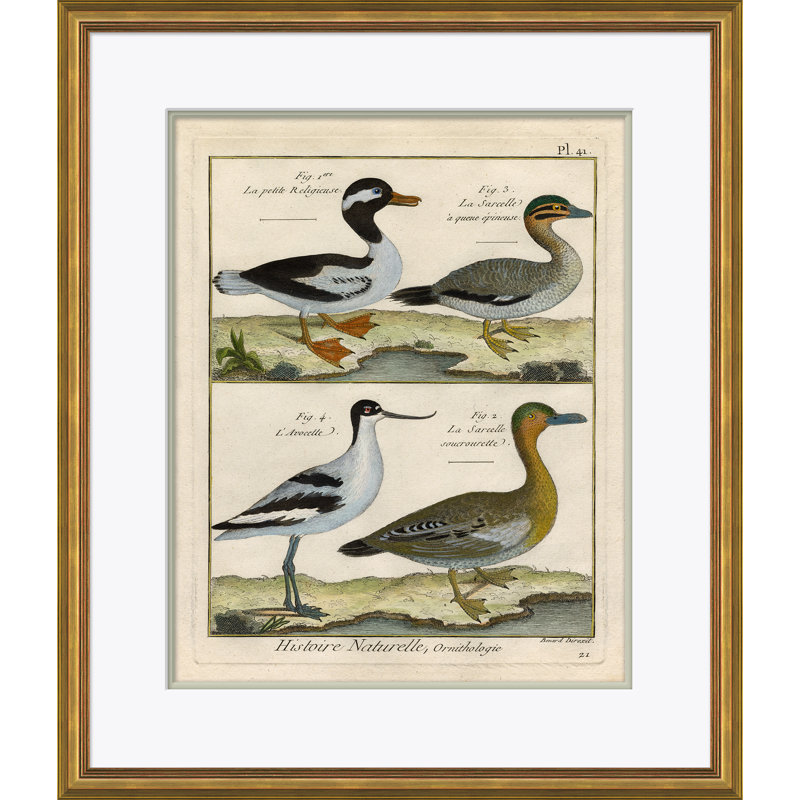 18th Century Parakeet Engravings Giclee Print by Soicher Marin Archives