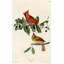 «Red Barrel Studio® Vintage Apple Collection», art sur toile tendu sous le titre: Cardinal Grosbeak