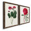 Toile encadrée rosée Blooms II-59823594-59823605-59986633