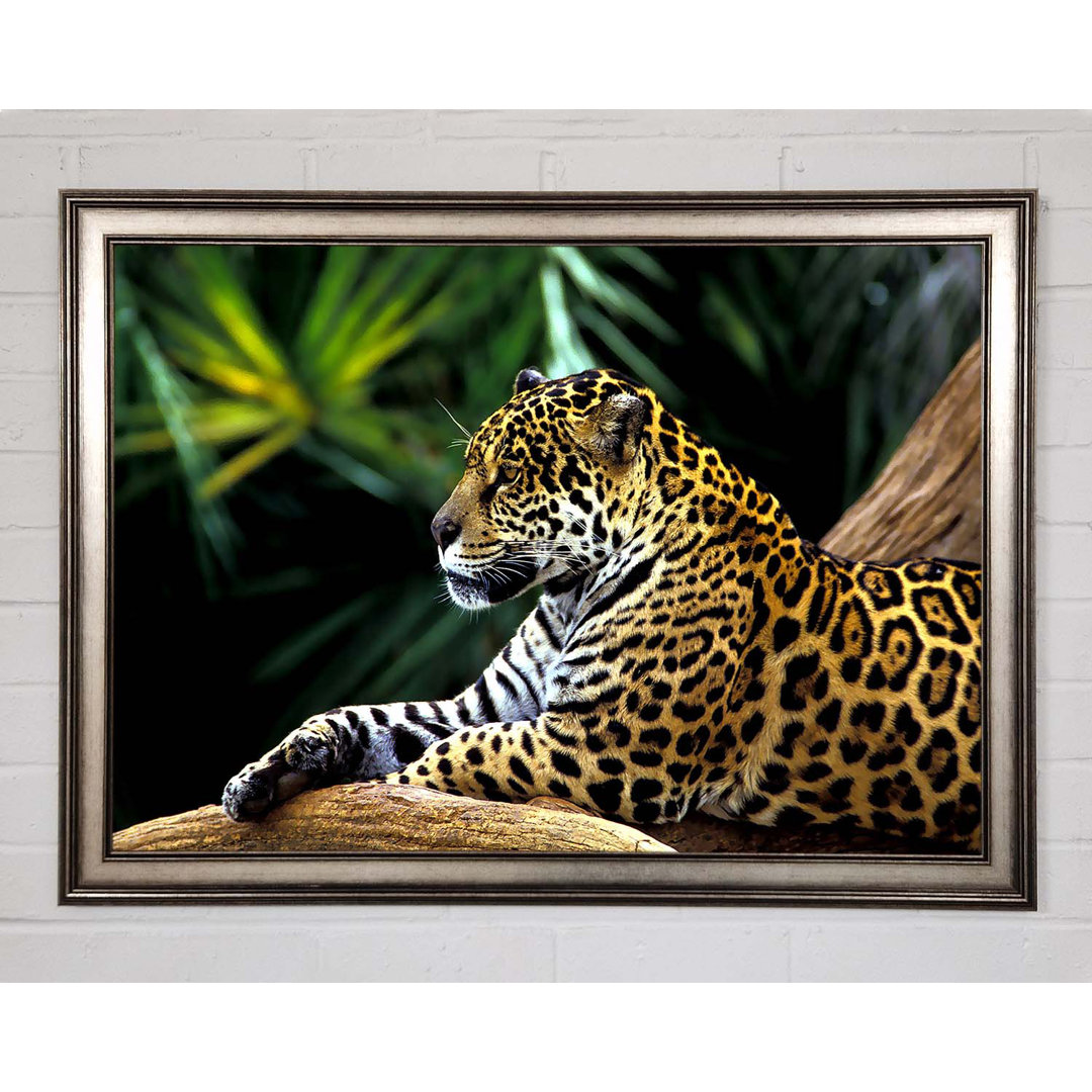 Jaguar im Amazonas-Regenwald - Drucken