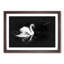 Swan - Picture Frame Graphic Art Print-56864579-56864578