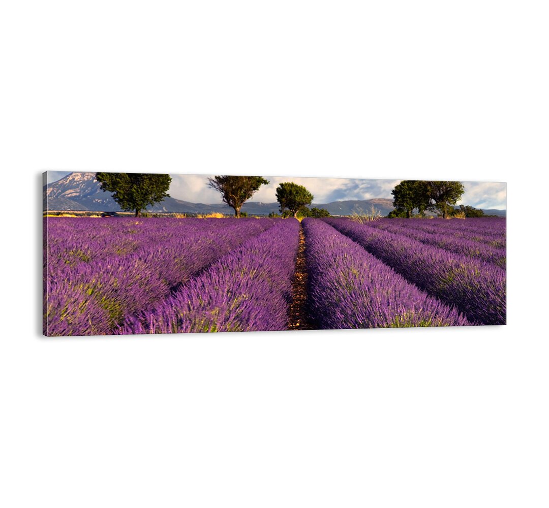 Leinwandbild - Fotografie „Lavender Fields”