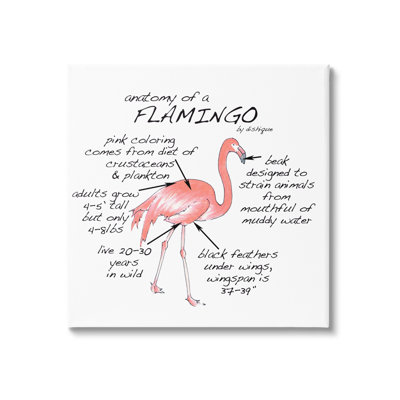 Flamant rose, fiche de faits sur les animaux de la faune par vaisselle, impression sur toile sans cadre