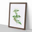 Jasmine Flowers by Pierre-Joseph Redoute - Picture Frame Graphic Art Print-55610112-55610109
