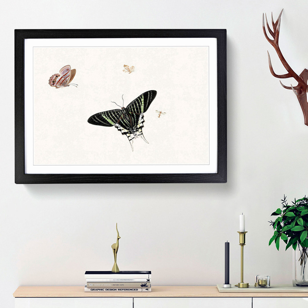 A Wasp and Three Butterflies by Herman Henstenburgh - Framed Print
