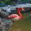 Flamant rose
