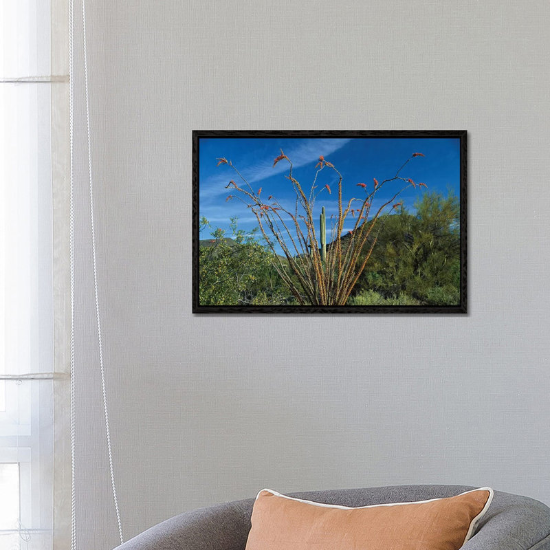 Ocotillo Saguaro And Palo Verde Greasewood by Tim Fitzharris - Floater Frame Gallery-Wrapped Canvas Giclée on Canvas, Black