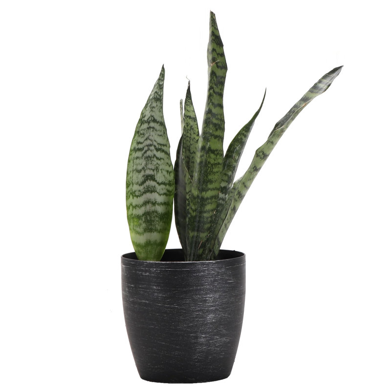 Live Zeylancia Snake Plant in Classic Pot, Brushed Silver