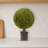 Boxwood Ball Topiary