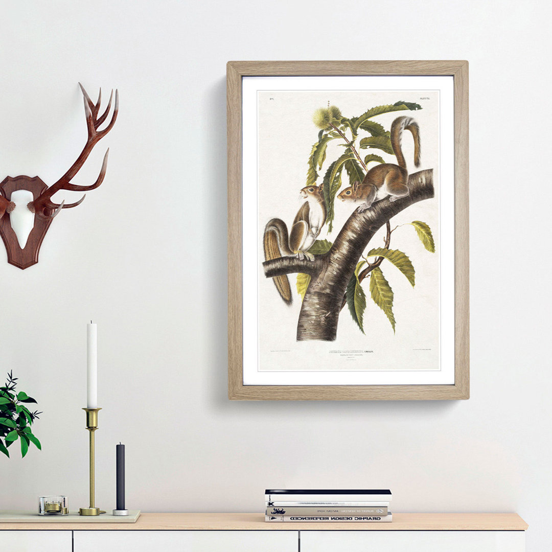 Carolina Grey Squirrels by J.W. Audubon - Picture Frame Painting Print