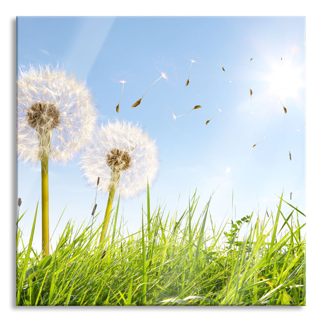 Glasbild Pusteblumen auf Frühlingswiese