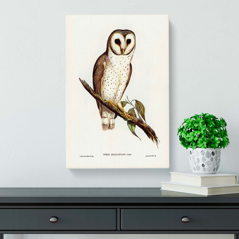 Delicate Owl by Charles DOrbigny - Wrapped Canvas, 60cm H x 40cm W x 3cm D