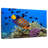 Brampt Royal Angelfish-107850762