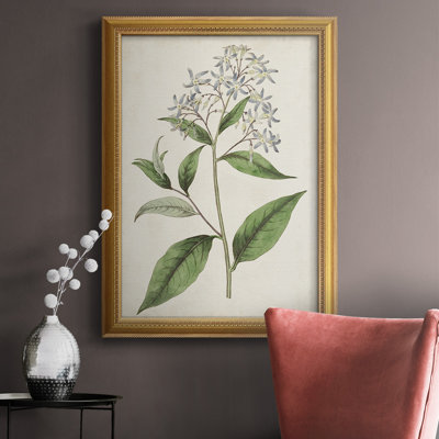 " Antique Botanical Collection XII "