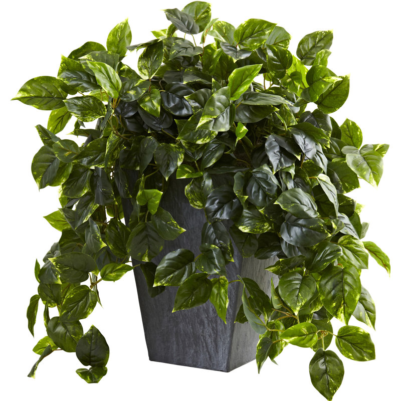 Pothos suspendus avec jardinière en ardoise résistant aux rayons UV (intérieur / extérieur)