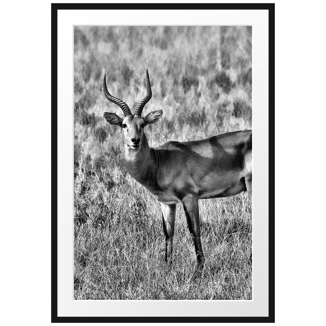 Gerahmtes Poster Dorkasgazelle im trockenen Gras