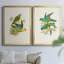 «Lime & Cerulean Parrots I», ensemble de 2 reproductions encadrées sur toile-1595283928-1595283931