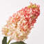Lifelike Late Summer Pink Ombre Panicle Cone Hydrangea Large Blooms in Factice Vase Water Illusion Arrangement