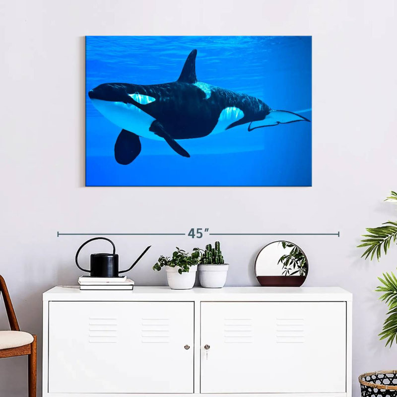 Brampt Friendly Killer Whale, 24" H x 36" W