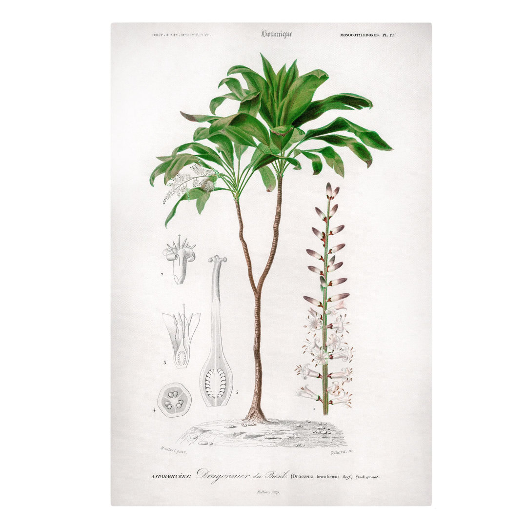 Leinwandbild Botanik Vintage Illustration Tropische Palme