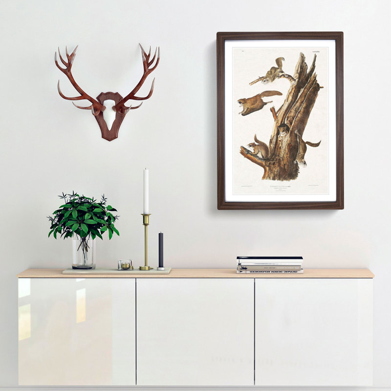 Flying Squirrels by J.W. Audubon - Framed Print, 65cm H x 48cm W x 2cm D, Walnut Framed