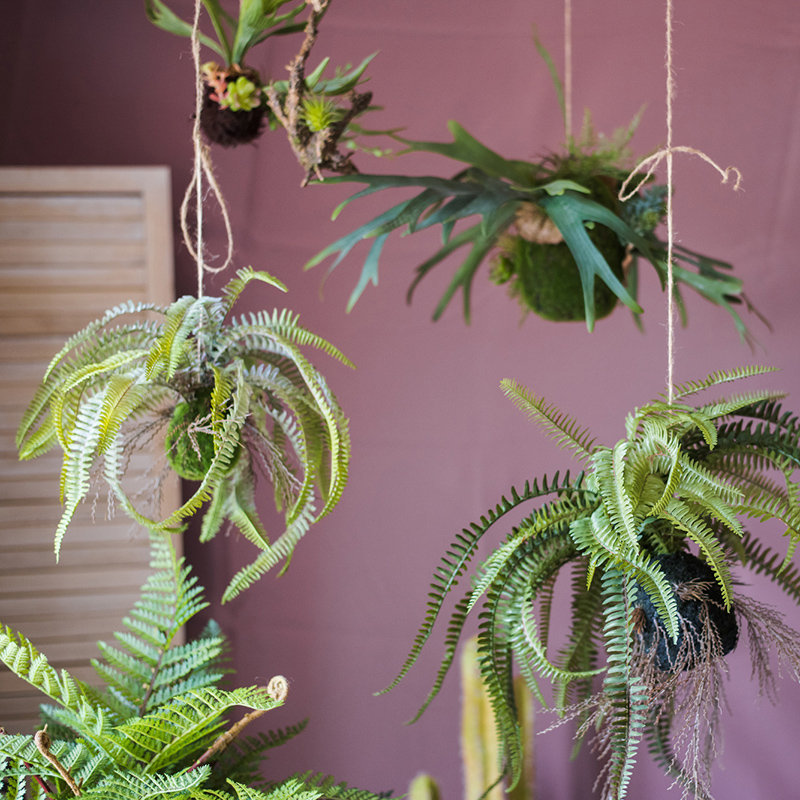 Plante à rustique, 21.6" H x 19.7" W x 19.7" D