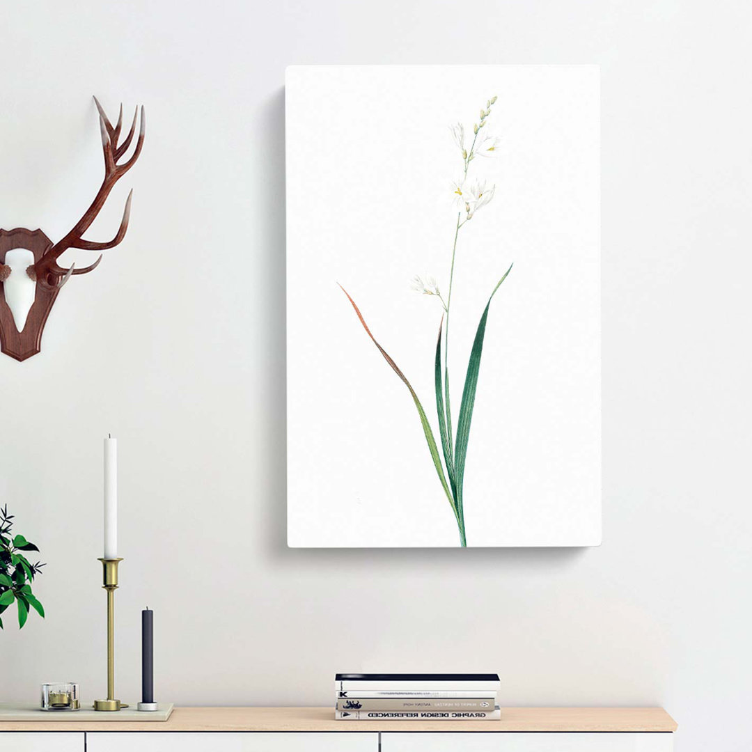 Corn Lily by Pierre-Joseph Redoute - Wrapped Canvas