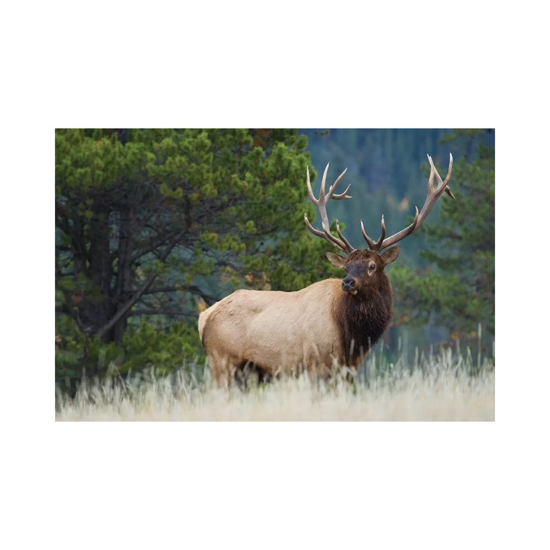 Rocky Mountain bull elk 1 Piece Wrapped Canvas Wall Art, 30.48 cm H x 45.72 cm W