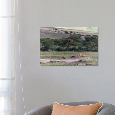 Lion Sleep by Anders Jorulf - Wrapped Canvas Gallery-Wrapped Canvas Giclée