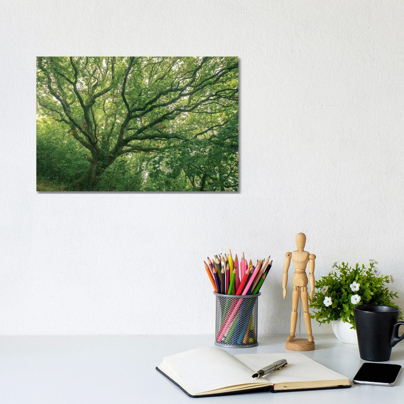 Oak Forest by Adam Burton - Wrapped Canvas Print, 20.32 cm H x 30.48 cm W