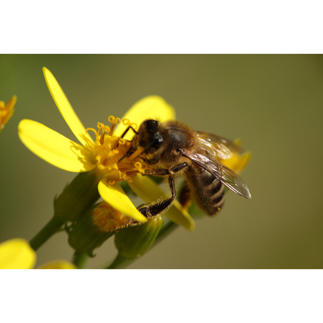 Makro einer Biene auf einer Blume - Leinwandbild