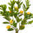 3' Potted Tuscan Lemon Tree