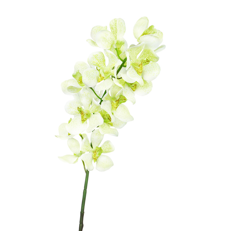 Orchid Arrangement, Cream Green