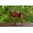 Avaliese Animals Figurines & Sculptures