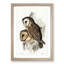 Chestnut-faced Owls by Elizabeth Gould - Picture Frame Painting Print-55536322-55536324
