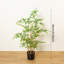 Faux Bonsai Plant in Freestanding-2141040006
