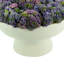 Sedum Arrangement in Ceramic Pedestal Vase-1474684362