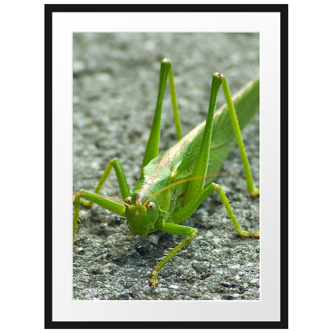 Gerahmtes Poster Freche kleine Heuschrecke