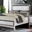 Lit standard Aapeli-517868284