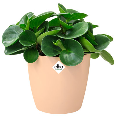 Pot Planter