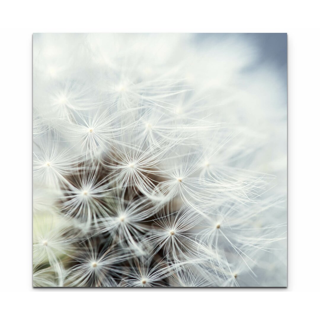 Leinwandbild Pusteblume - Nahaufnahme