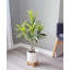 Arbre Dracaena artificiel Keil en pot-548986199