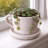 Concrete Tea Cup Planter