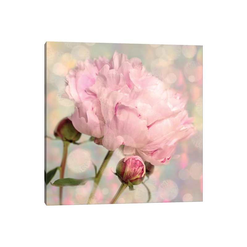 Peony Buds - Wrapped Canvas Painting, 66.04 cm H x 66.04 cm W x 1.91 cm D