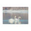 Swan Couple, Swan Couple, reproduction d'art mural-1221812032