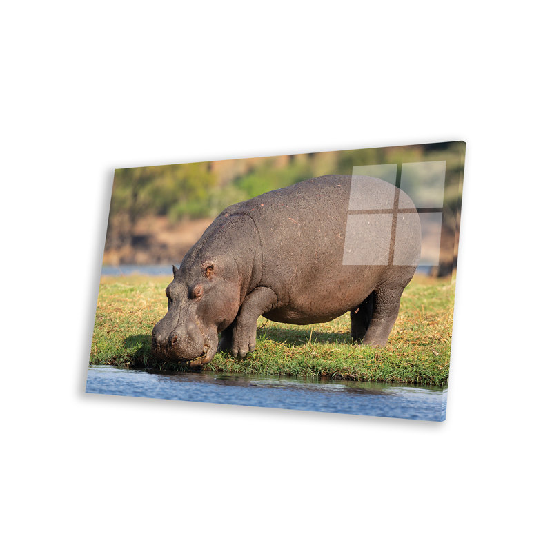 Hippopotame du Botswana, reproduction sur verre acrylique