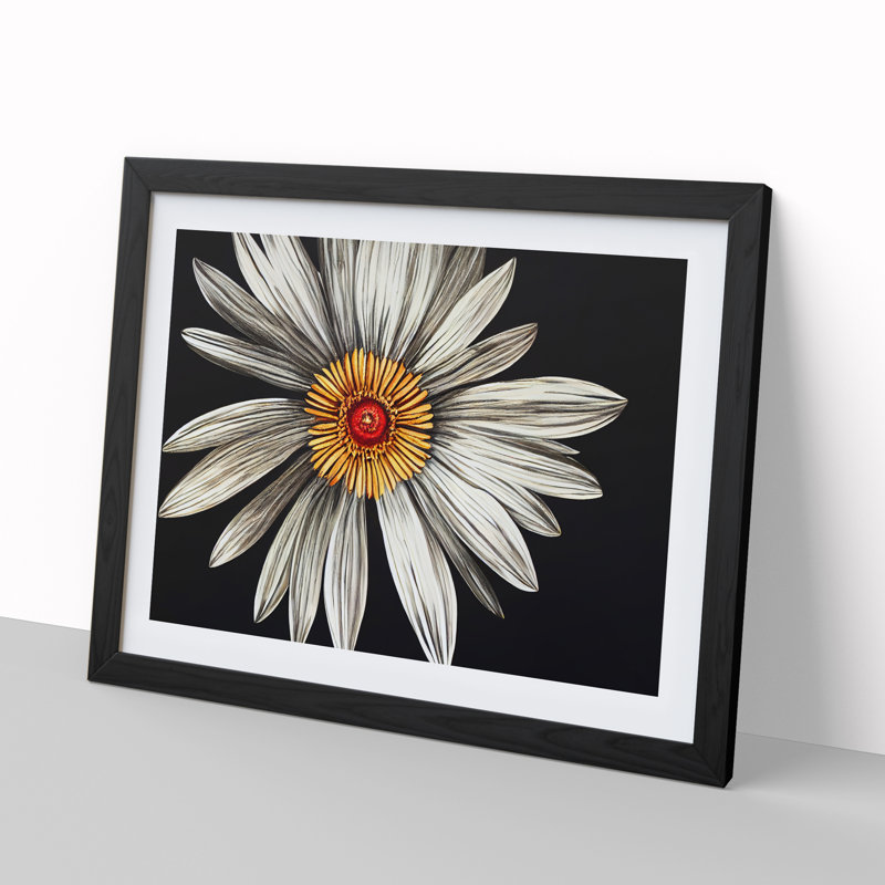 Flourishing Daisy Flower - Single Picture Frame Print, Black, 46cm H x 64cm W x 2cm D