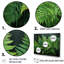 Fougères vertes émeraude I - décoration murale plantes-2111119078-2111119073